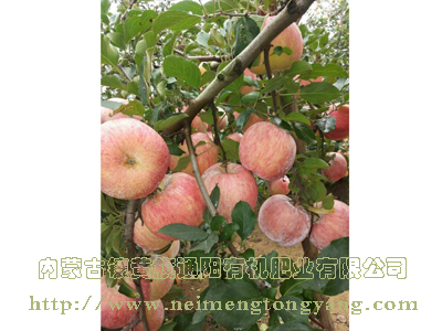 栖霞苹果