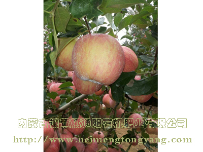 栖霞苹果