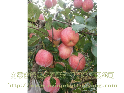 栖霞苹果