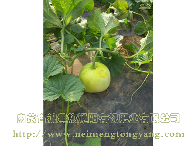 马连庄甜瓜