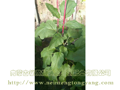 大棚茄子