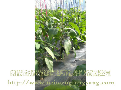 大棚茄子