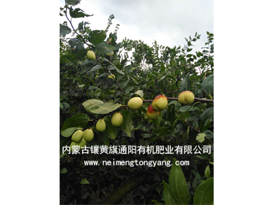 山东大枣