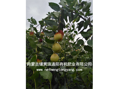 山东大枣