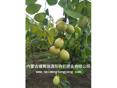 山东大枣