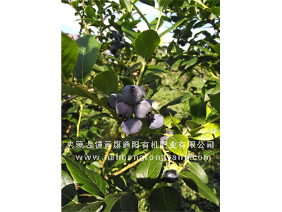 山东蓝莓